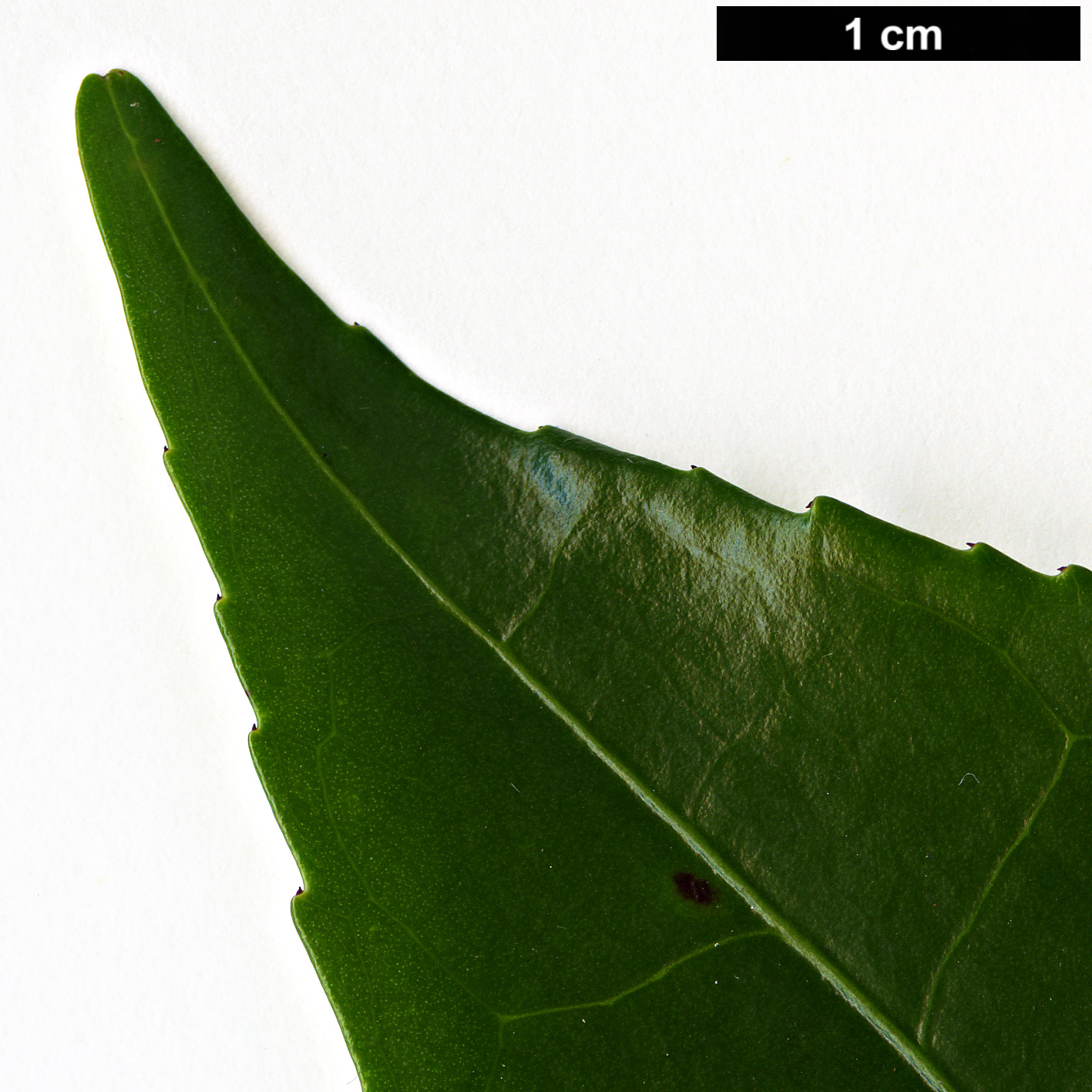 High resolution image: Family: Theaceae - Genus: Camellia - Taxon: sinensis - SpeciesSub: var. assamica